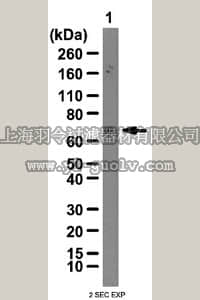 merck millipore,默克密理博,07-104,Anti-IGF2 mRNA-binding protein 3 Antibody