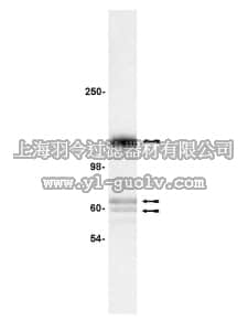 merck millipore,默克密理博,07-107,Anti-Sp3 Antibody