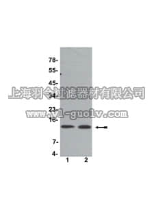 merck millipore,默克密理博,07-108,Anti-Histone H4 Antibody