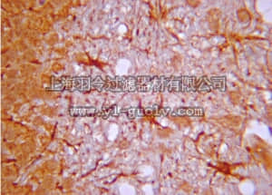 merck millipore,默克密理博,07-1210,Anti-IP3 Receptor Antibody