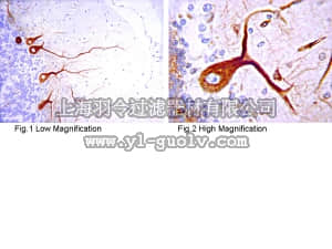 merck millipore,默克密理博,07-1213,Anti-IP3 Receptor 1 Antibody