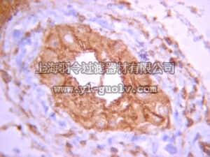 merck millipore,默克密理博,07-1216,Anti-PP2A Antibody, Catalytic subunit