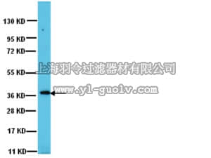 merck millipore,默克密理博,07-1218,Anti-PP1γ1 Antibody