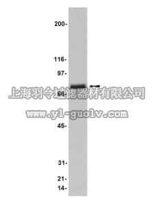merck millipore,默克密理博,07-121,Anti-Moesin Antibody