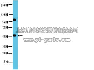 merck millipore,默克密理博,07-1221,Anti-PP2A-B’ (B56) Antibody