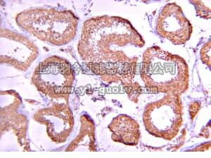 merck millipore,默克密理博,07-1223,Anti-Protein Phosphatase 2 C α/β Antibody