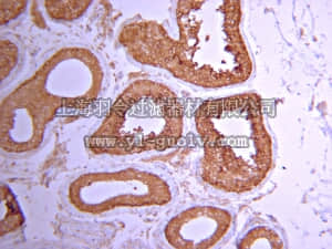merck millipore,默克密理博,07-1224,Anti-PP6C Antibody
