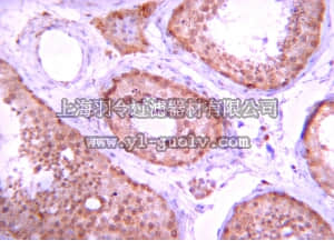 merck millipore,默克密理博,07-1225,Anti-PP5 Antibody