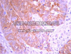 merck millipore,默克密理博,07-1227,Anti-PDE1B Antibody, Calmodulin-Dependent Phosphodiesterase 1B1
