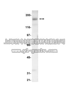 merck millipore,默克密理博,07-122,Anti-Kalirin Antibody