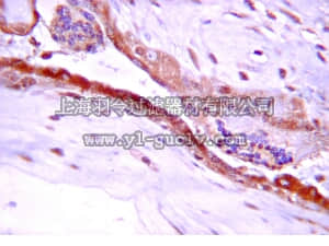 merck millipore,默克密理博,07-1230,Anti-GADD45α Antibody