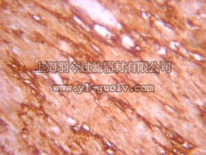 merck millipore,默克密理博,07-1231,Anti-Notch1 Antibody, Intracellular