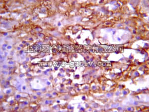 merck millipore,默克密理博,07-1232,Anti-Notch 1 Antibody, NT