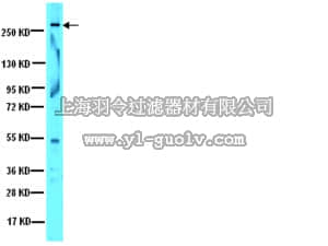 merck millipore,默克密理博,07-1233,Anti-Notch 2 Antibody, intracellular