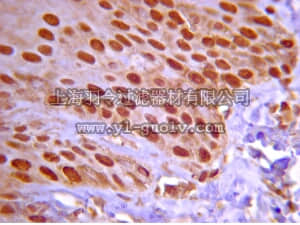 merck millipore,默克密理博,07-1234,Anti-Notch 2 Antibody, NT