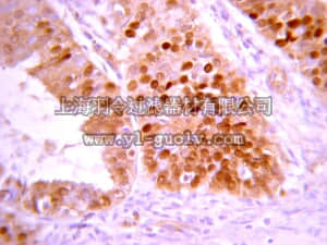 merck millipore,默克密理博,07-1237,Anti-phospho-C-Ret (Ser 696) Antibody