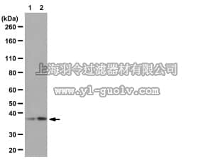 merck millipore,默克密理博,07-1282,Anti-phospho-PRAS40 (Thr246) Antibody