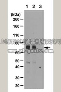 merck millipore,默克密理博,07-1285,Anti-acetylated-Src (Lys430) Antibody