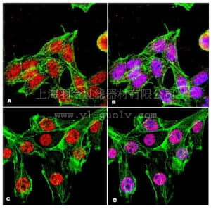 merck millipore,默克密理博,07-1286,Anti-ATM Antibody