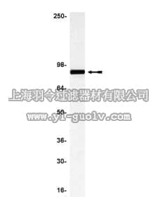 merck millipore,默克密理博,07-130,Anti-Ezrin Antibody