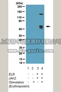 merck millipore,默克密理博,07-1317,Anti-phospho-Leptin receptor (Tyr1077) Antibody