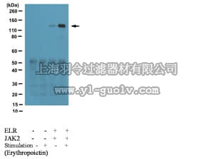 merck millipore,默克密理博,07-1318,Anti-phospho-JAK2 (Tyr317) Antibody