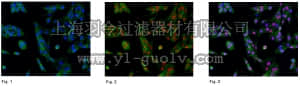 merck millipore,默克密理博,07-131,Anti-Sirt1(Sir2) Antibody