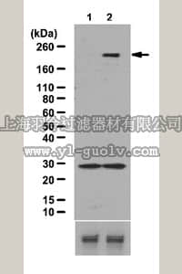 merck millipore,默克密理博,07-1331,Anti-phospho-Rictor (Ser1219) Antibody