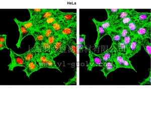 merck millipore,默克密理博,07-1334,Anti-JunD Antibody