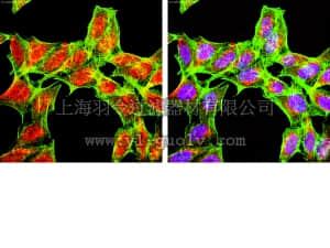 merck millipore,默克密理博,07-1341,Anti-PHLPP1 Antibody