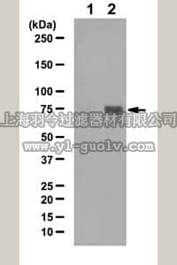 merck millipore,默克密理博,07-1347,Anti-phospho-STAT3 (Tyr68) Antibody