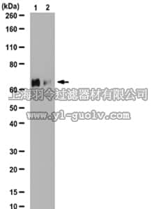 merck millipore,默克密理博,07-1348,Anti-phospho-PLK1 (Ser137) Antibody