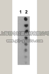 merck millipore,默克密理博,07-1352,Anti-acetyl STAT5B (Lys701) Antibody
