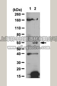 merck millipore,默克密理博,07-1353,Anti-acetyl-lysine EPOR (Lys373) Antibody