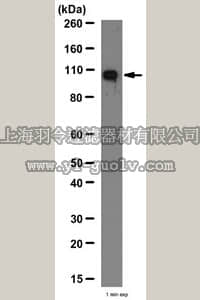 merck millipore,默克密理博,07-1364,Anti-ECT2 Antibody