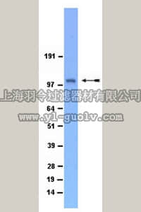 merck millipore,默克密理博,07-1378,Anti-QIK (SIK2) Antibody