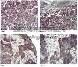 merck millipore,默克密理博,07-1381,Anti-PP6R3 Antibody