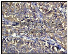 merck millipore,默克密理博,07-1382,Anti-eEF2 (CT) Antibody
