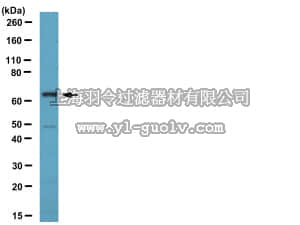 merck millipore,默克密理博,07-1383,Anti-CDT1 Antibody