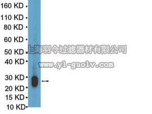 merck millipore,默克密理博,07-1385,Anti-Lin28 Antibody