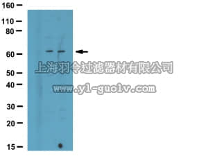 merck millipore,默克密理博,07-1387,Anti-oxidized-CaM Kinase II (Met281/282) Antibody