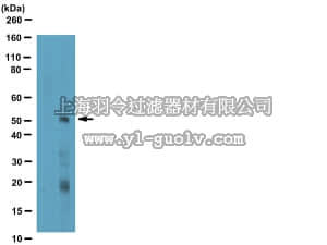 merck millipore,默克密理博,07-1389,Anti-phospho-Smad3 (Ser423/425) Antibody