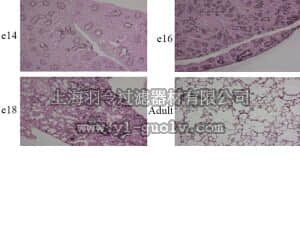 merck millipore,默克密理博,07-1392,Anti-Rab40C Antibody