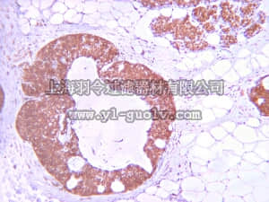 merck millipore,默克密理博,07-1398,Anti-phospho-Akt (Thr308) Antibody