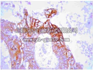 merck millipore,默克密理博,07-1401,Anti-GLUT-1 Antibody, CT