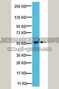 merck millipore,默克密理博,07-1402,Anti-GLUT-2 Antibody
