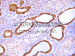 merck millipore,默克密理博,07-1404,Anti-GLUT-4 Antibody, C-terminus