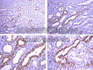 merck millipore,默克密理博,07-1407,Anti-GLUT-8 Antibody, CT
