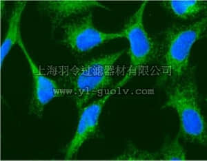 merck millipore,默克密理博,07-1408,Anti-Glucose Regulating Protein 94 (GRP94) Antibody