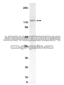 merck millipore,默克密理博,07-140,Anti-STAT2 Antibody